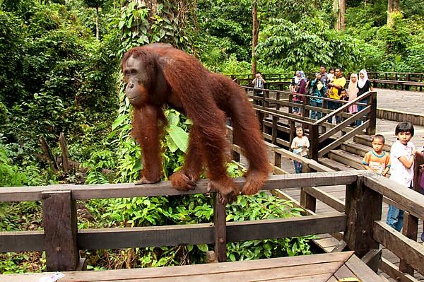 Bornean Orang-utan adult