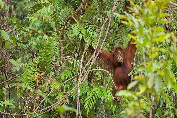 Bornean bornean orangutan