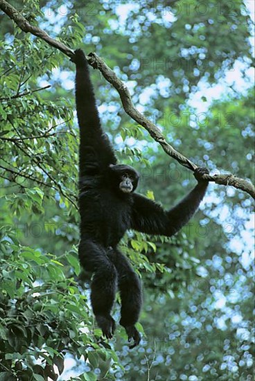 Siamang