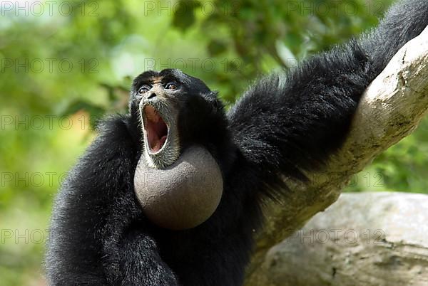 Siamang