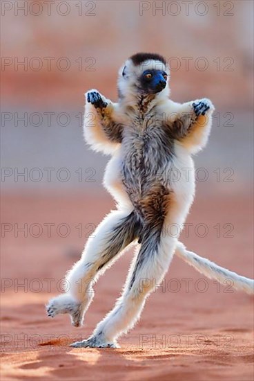 Verreaux's Sifaka