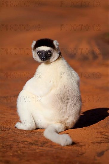 Verreaux's verreaux's sifaka