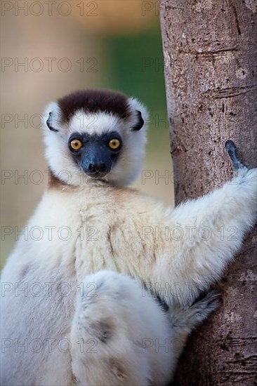 Verreaux's verreaux's sifaka