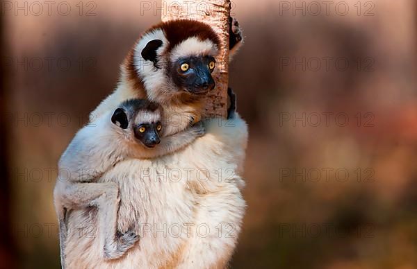 Verreaux's verreaux's sifaka