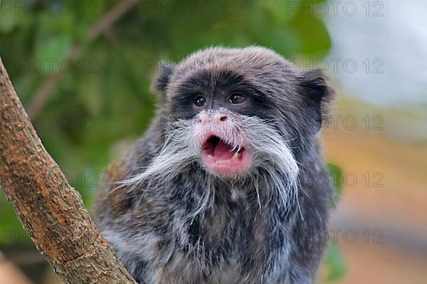 Caesarean tamarin