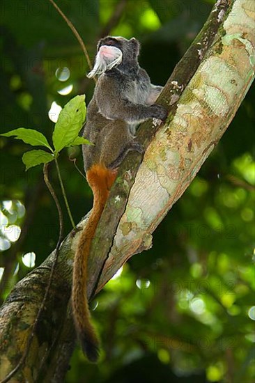 Caesarean tamarin