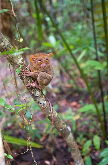 Philippine tarsier