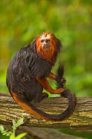 Golden-headed lion tamarin