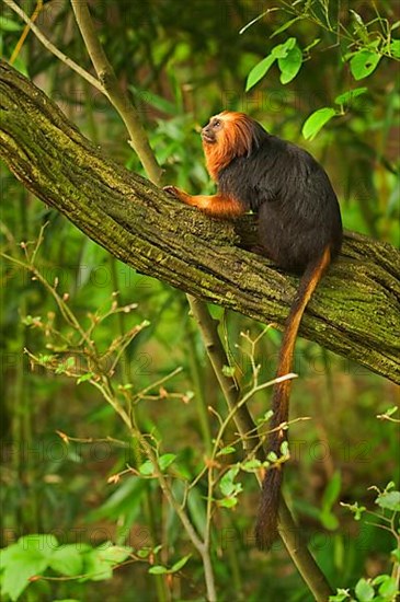 Golden-headed lion tamarin