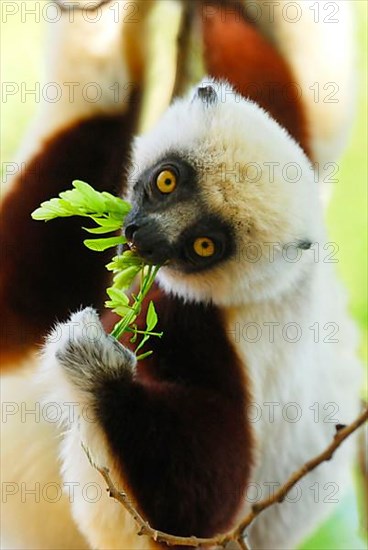 Coquerel's Sifaka