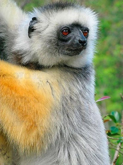 Diadem diademed sifaka