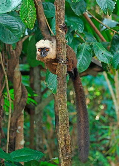 Adult white-fronted brown white-headed lemur