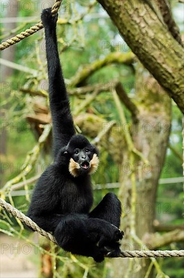 Yellow-cheeked gibbon