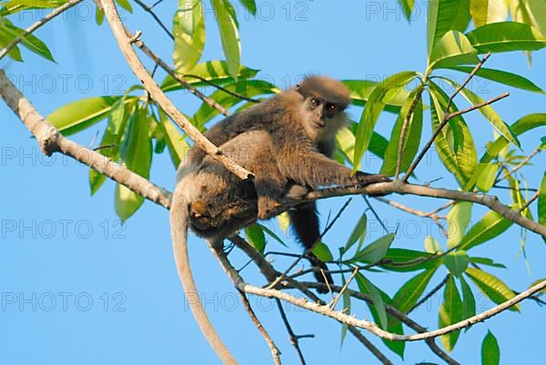 Purple-faced Langur