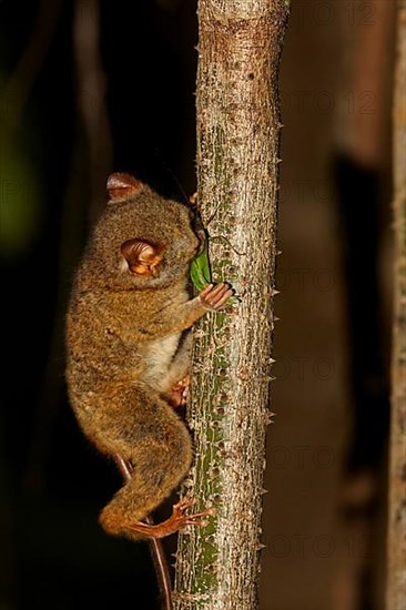 Adult spectral tarsier