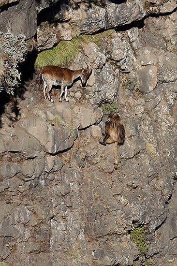 Ethiopian Ibex