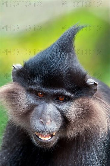 Black crested mangabey