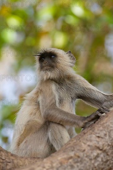 Southern Plains Grey southern plains gray langur