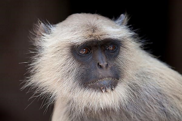 Southern Plains grey langur