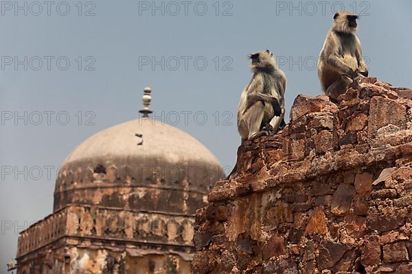 Southern Plains Grey southern plains gray langur