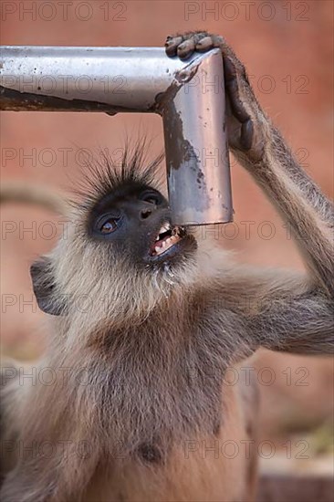 Grey langur of the southern plains gray langur