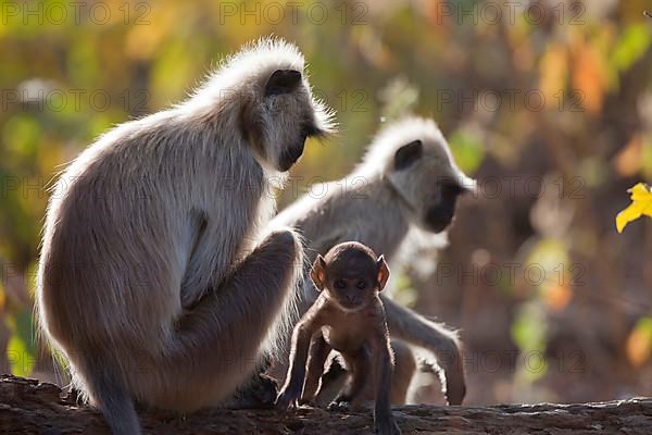 Southern Plains Grey southern plains gray langur