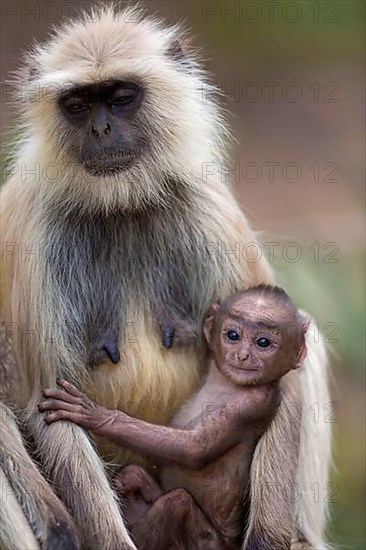 Grey langur of the southern plains gray langur