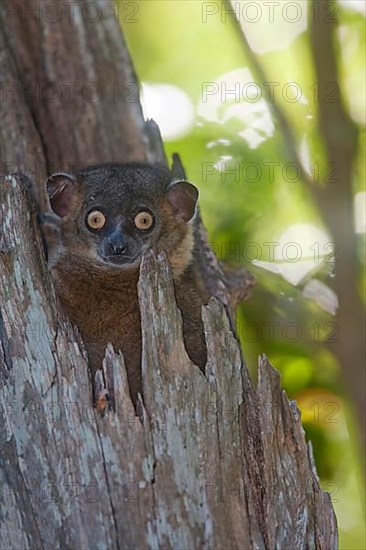 Hubbard's sportive hubbard's sportive lemur