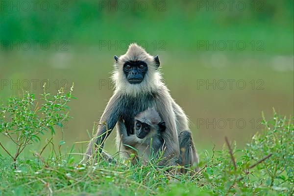 Grey bush langur