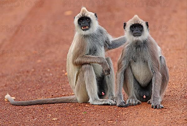 Tufted grey tufted gray langur