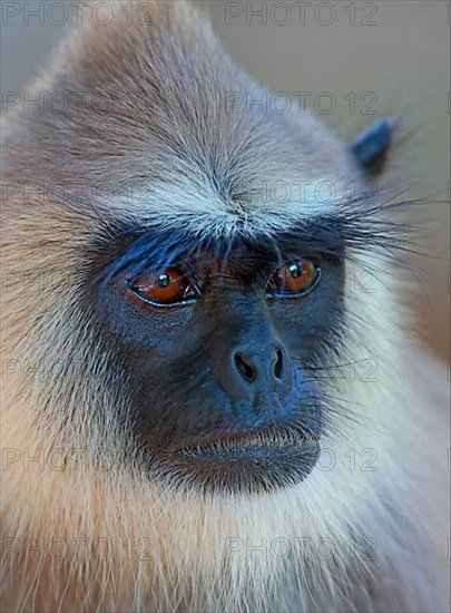 Grey bush langur