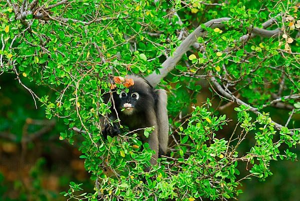 Dusky Leaf Monkey