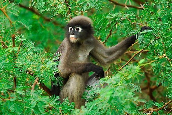 Dusky Leaf Monkey