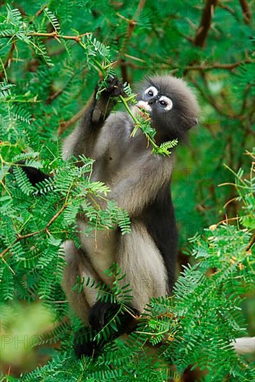 Dusky Leaf Monkey