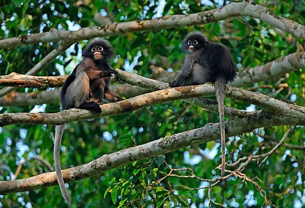 Dusky Leaf dusky leaf monkey