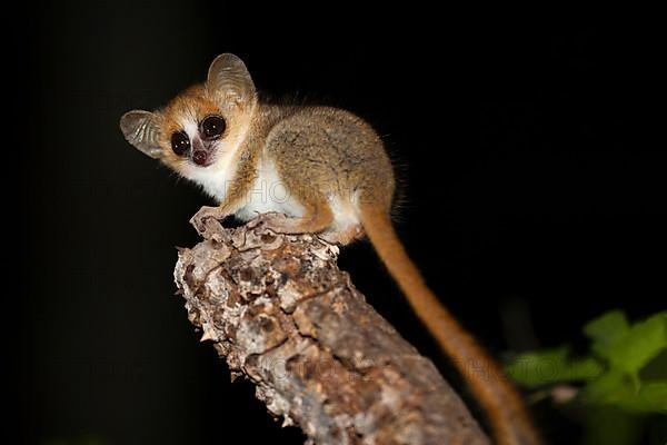 Reddish-gray mouse lemur