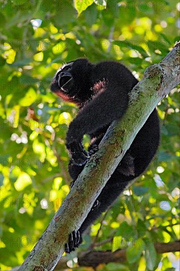 Western Hoolock Gibbon