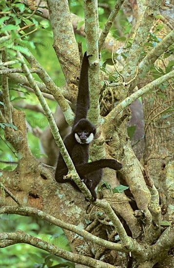 Southern southern white-cheeked gibbon