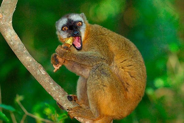 Red-fronted Brown Lemur