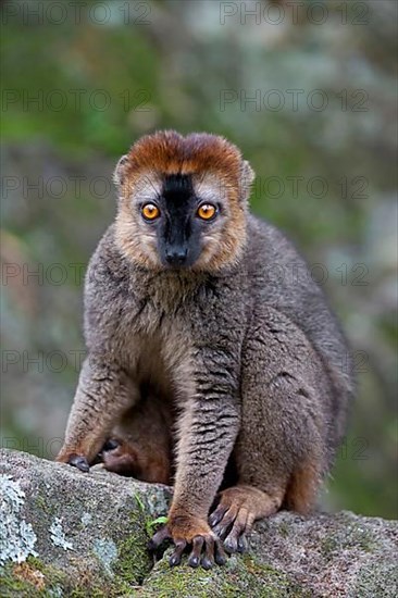 Red-fronted brown red-fronted lemur