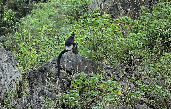 Delacour's Black Langur