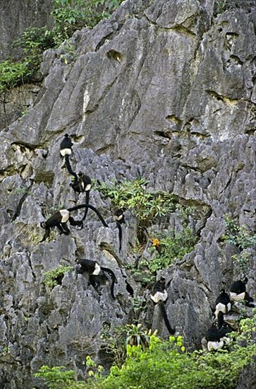 Delacour's delacour's langur