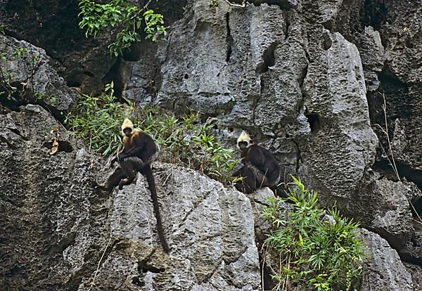 Golden-headed langur