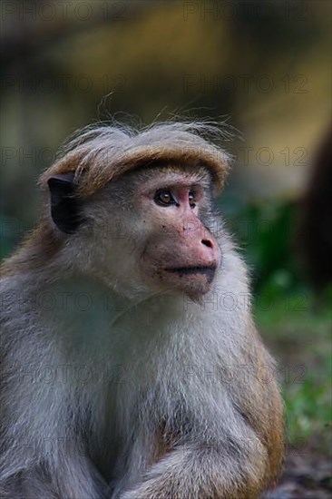 Ceylon Hat Monkey