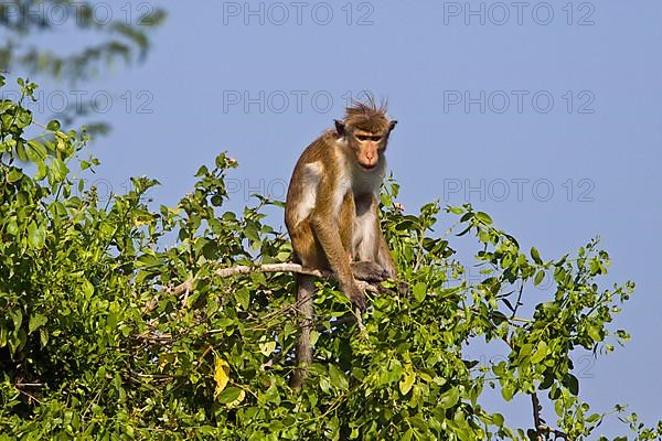 Ceylon Hat Monkey