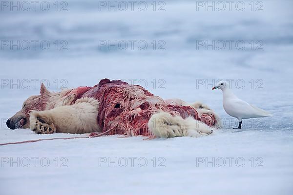 Ivory gull