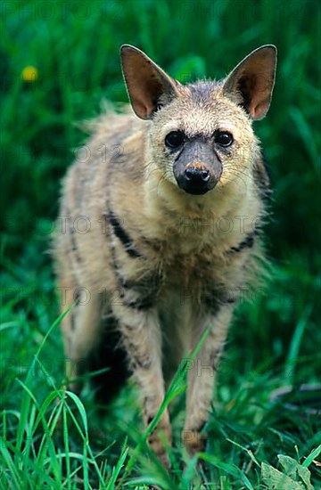 Aardwolf