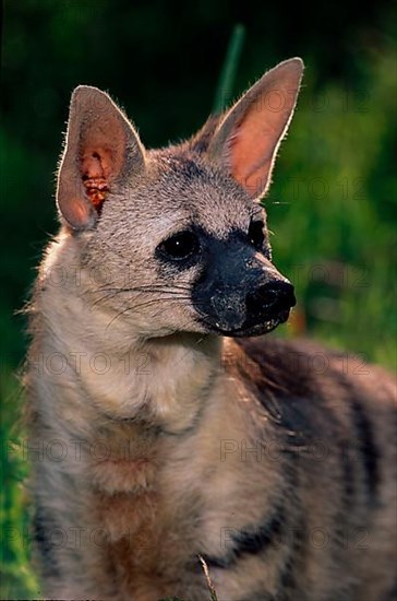 Aardwolf