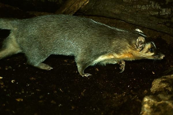 Chinese ferret-badger