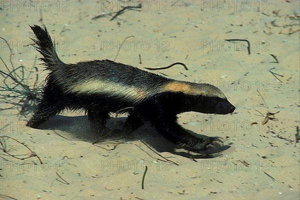 Honey Badger